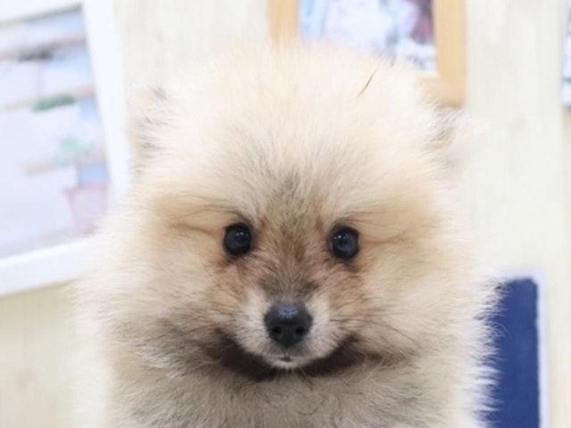 長野県のポメラニアン (ペッツワン塩尻店/2024年3月11日生まれ/男の子/セーブル)の子犬